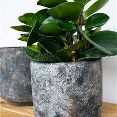 Tivoli Earth Medium Concrete pot