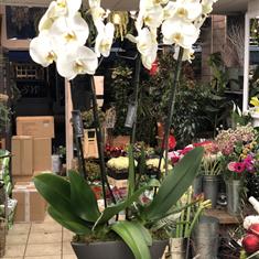 White Orchids For Christmas