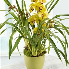 Yellow Green Cymbidium Plant