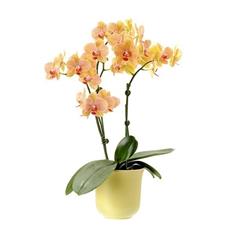 Yellow Phalanopsis Orchid