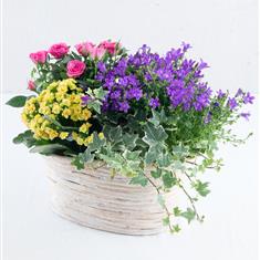 Beautiful Brights Flowering Planter