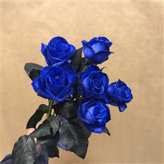 6 Blue Roses 