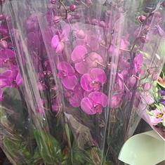 Beautiful Pink Orchids 