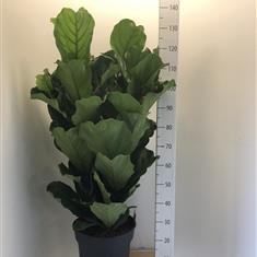 Ficus Lyrata 