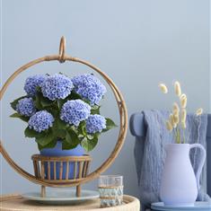 Indoor Blue Hydrangea Plant 