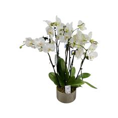 Triple White Orchid Planter