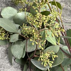 Eucalyptus Garland 