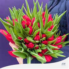 50 Red Tulips