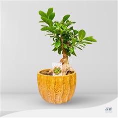 Ficus Bonsai - Yellow