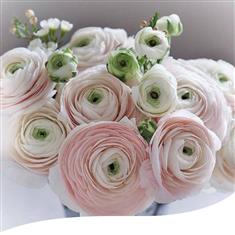 Hanoi Ranunculus Hand-Tied