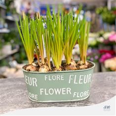 Narcisus in a Pot