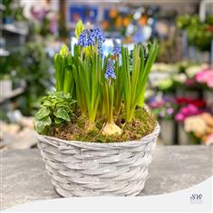 Spring Basket - Muscari and Hyacinth Bulbs
