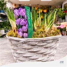 Spring Basket - Purple Crocus Bulbs