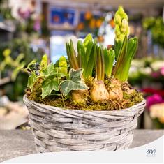 Spring Basket - Mix of Bulbs