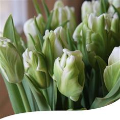 White Parrot Tulip Bouquet 