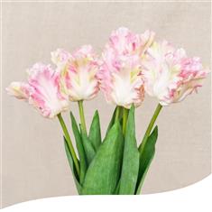 Pale Pink Parrot Tulip Hand-Tied