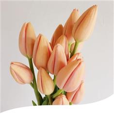 Peach Tulips Hand-Tied