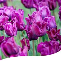 Purple Parrot Tulip Hand-Tied 