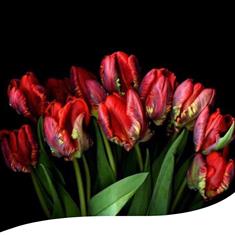 Red Parrot Tulip Hand-Tied