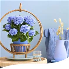 Indoor Blue Hydrangea Plant 