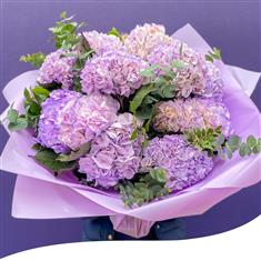  Royal Purple Hydrangea Elegance