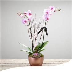 Deluxe Orchid Arrangement