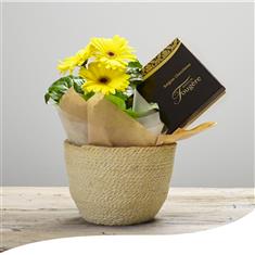 Gerbera Planted Basket with Chocolates 