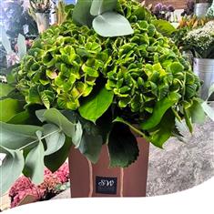Green Hydrangea Bouquet