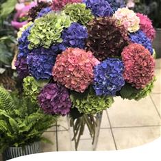 Hydrangea Blooms Vase Arrangement