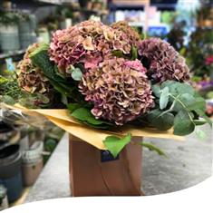 Midnight Majesty Hydrangeas Bouquet