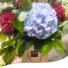 Mixed Colours Hydrangea Bouquet