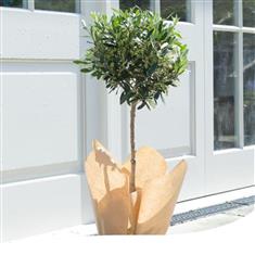 Olive Tree 