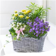 Rose &amp; Kalanchoe Basket