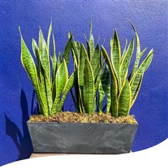 Sansevieria Window Box