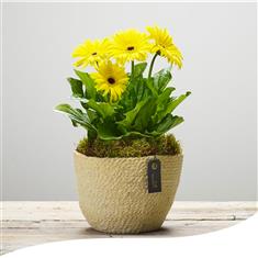 Sunny Gerbera Planted Basket