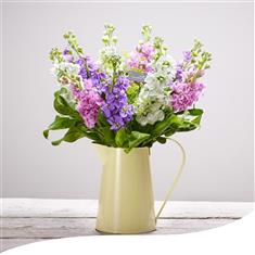 Sweet Stocks Jug