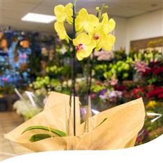 Yellow Orchid