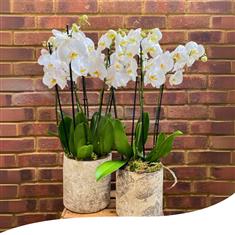Duo Whites Phalaenopsis Orchid