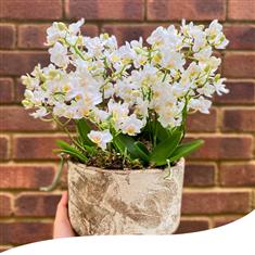 Mini Phalaenopsis Orchid