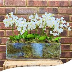 Mini Phalaenopsis Orchid - Rectangular Vase