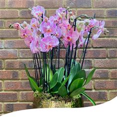 Soft Pinks Phalaenopsis Orchid