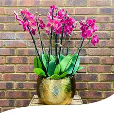 Vivid Pink Phalaenopsis Orchids
