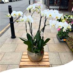White Phalaenopsis Orchids
