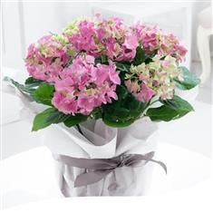 Pink Hydrangea Plant