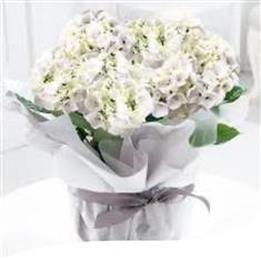 White Hydrangea Plant