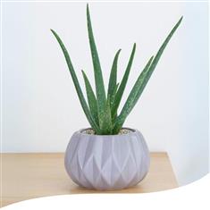 Aloe Vera Plant