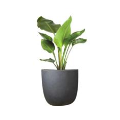 Bird of Paradise in a Granite Pot