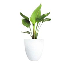Bird of Paradise in a White Pot