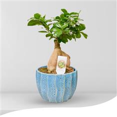 Blue Ficus Bonsai