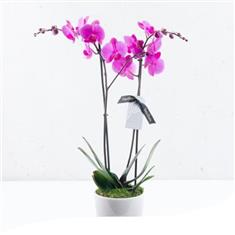 Bright Pink Orchid Plant